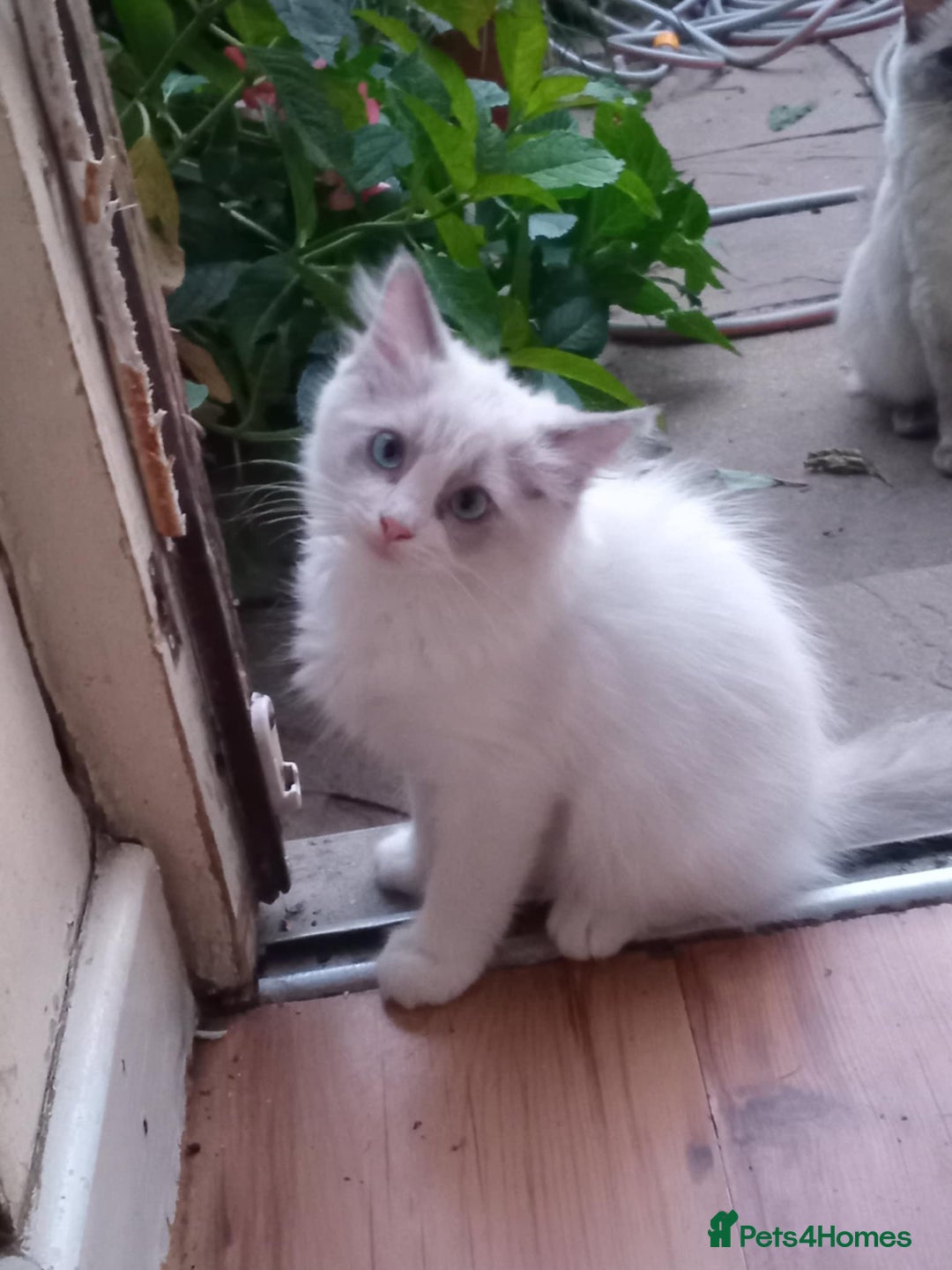 Ragdoll cats for sale: Pure Bred Ragdoll Kittens Available - Image 3