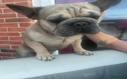 French Bulldog dogs for sale: Special home for Petal, French Bulldog wanted - Image 4