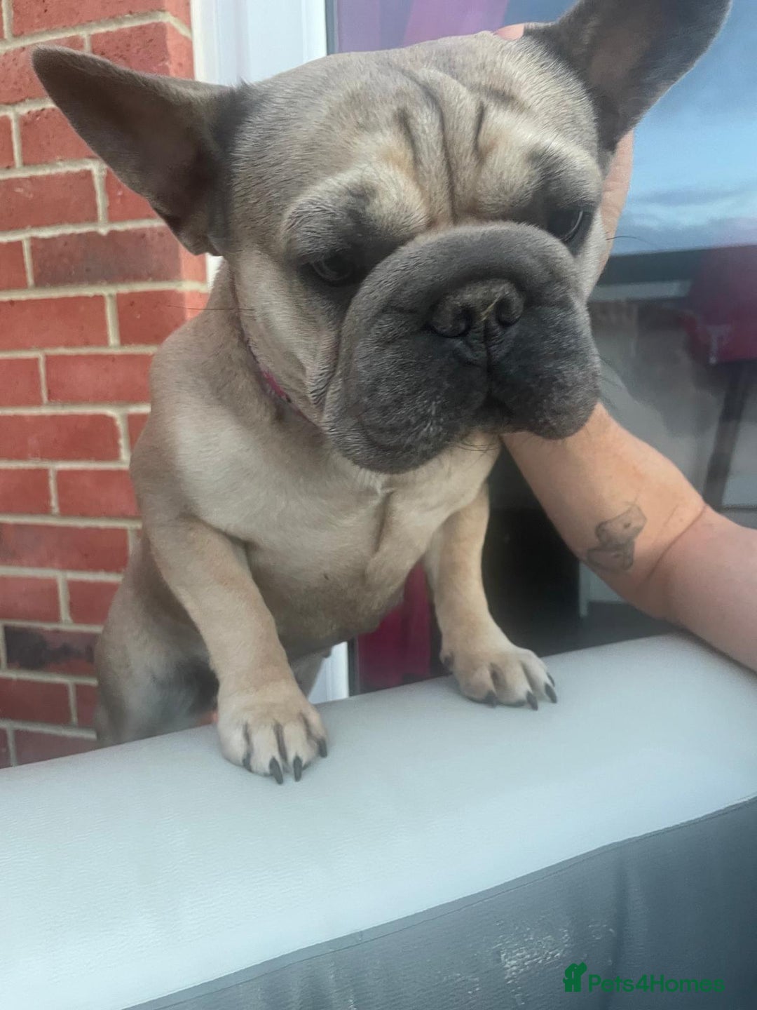 French Bulldog dogs for sale: Special home for Petal, French Bulldog wanted - Image 4