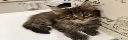 Maine Coon cats for sale: Maine coon kitten - Advert 4