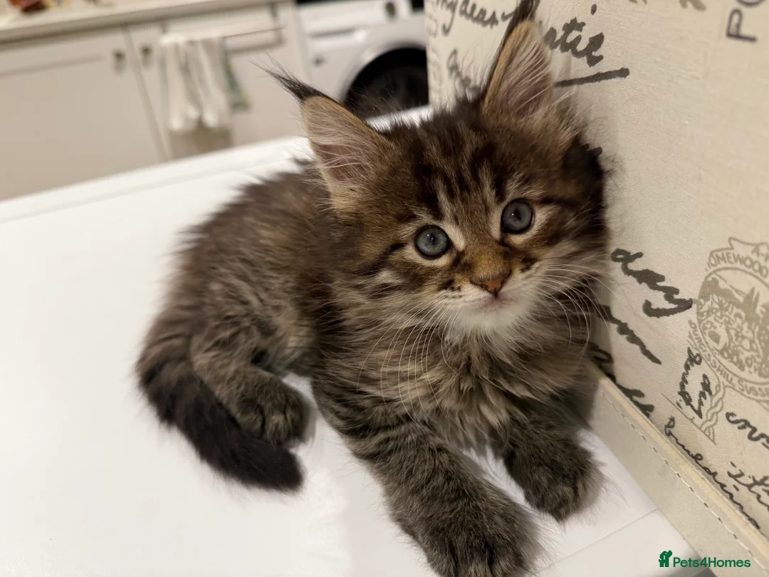 Maine Coon cats for sale: Maine coon kitten - Advert 4