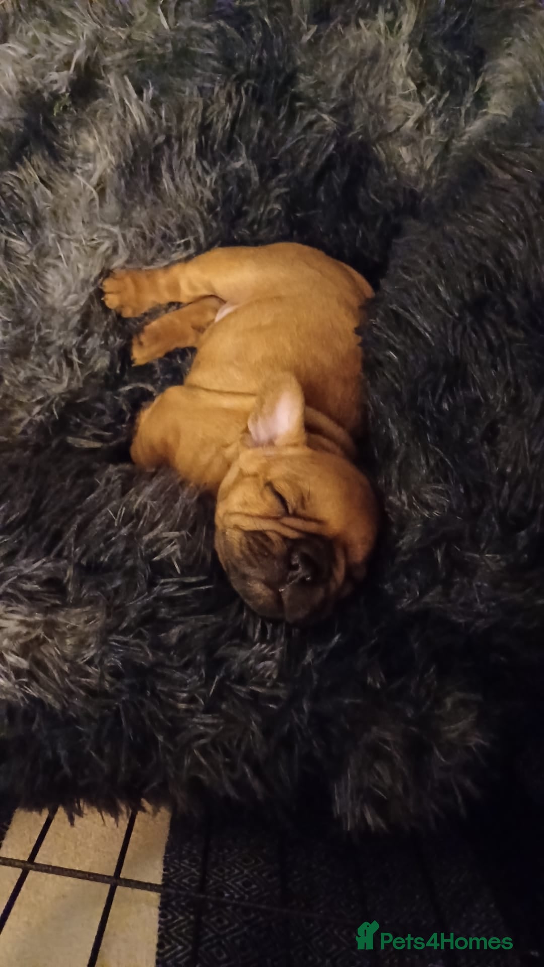 French Bulldog dogs for sale: KC HEALTH TESTED STANDARD FRENCH BULLDOG PUPS - Image 13