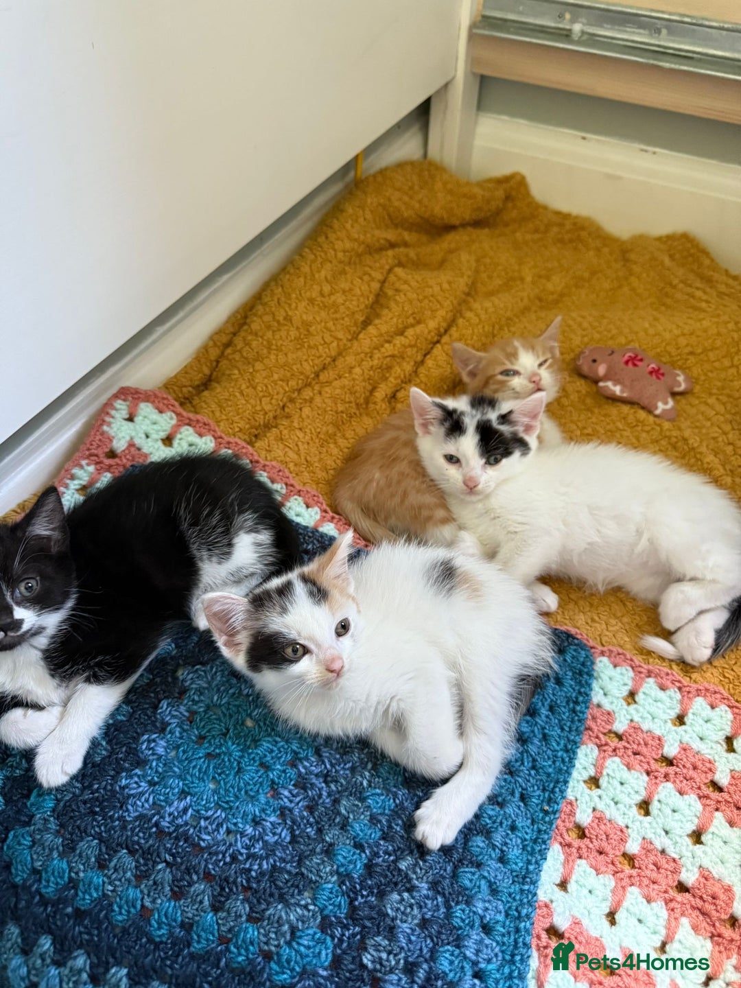 Animal Rescue Cat Tail Kitties Rescue Pet Adoption Cat Tail