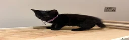 Domestic Shorthair cats for sale: Kittens - Advert 18