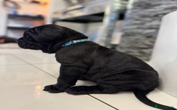 Neapolitan Mastiff dogs for sale:  Neapolitan mastiff puppies Newcastle  - Image 11