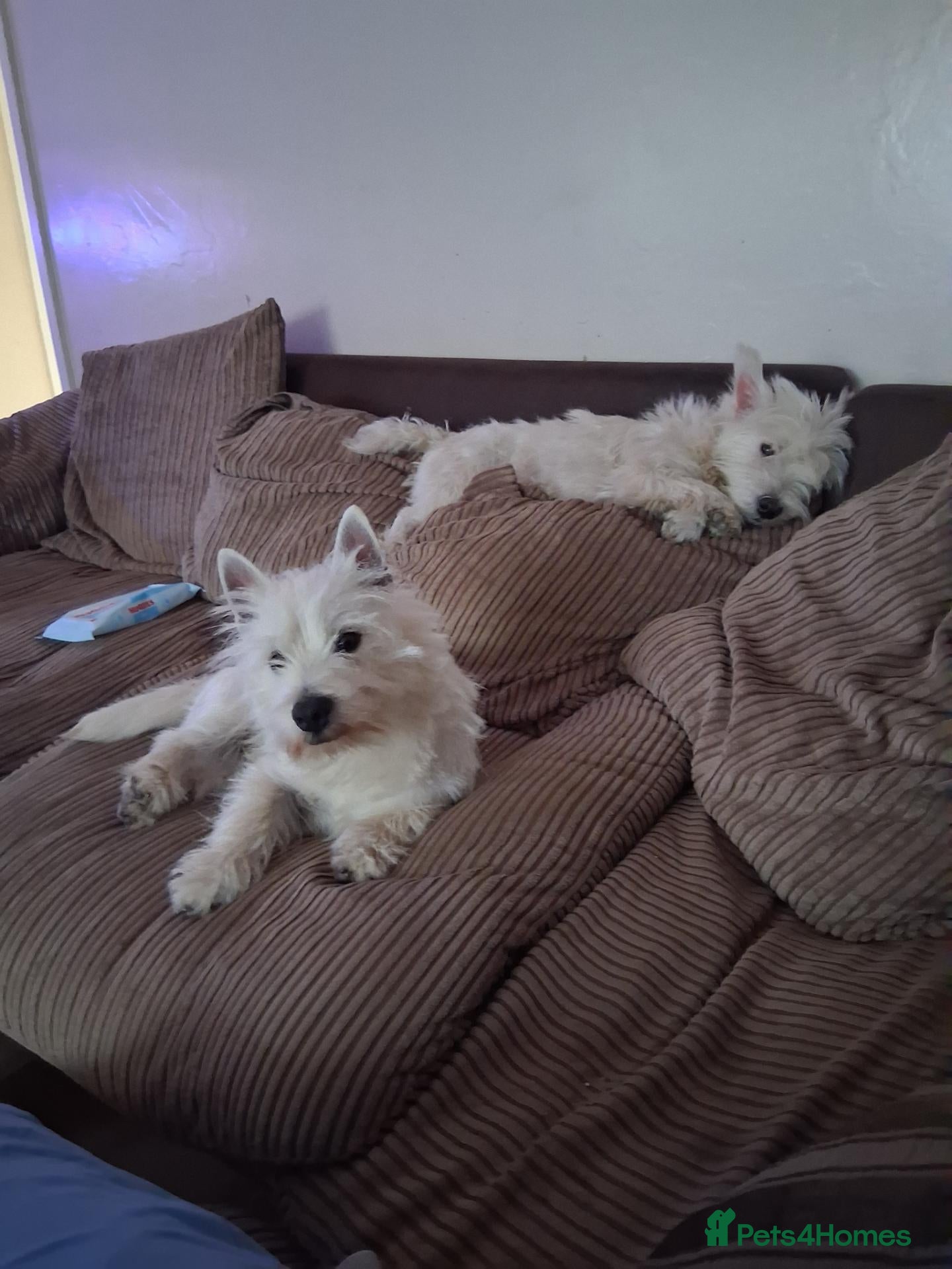 West Highland Terrier dogs West Highland terriers  - Advert 8