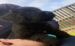 Mixed Breed dogs for sale: F1 Borderpoos - Image 5