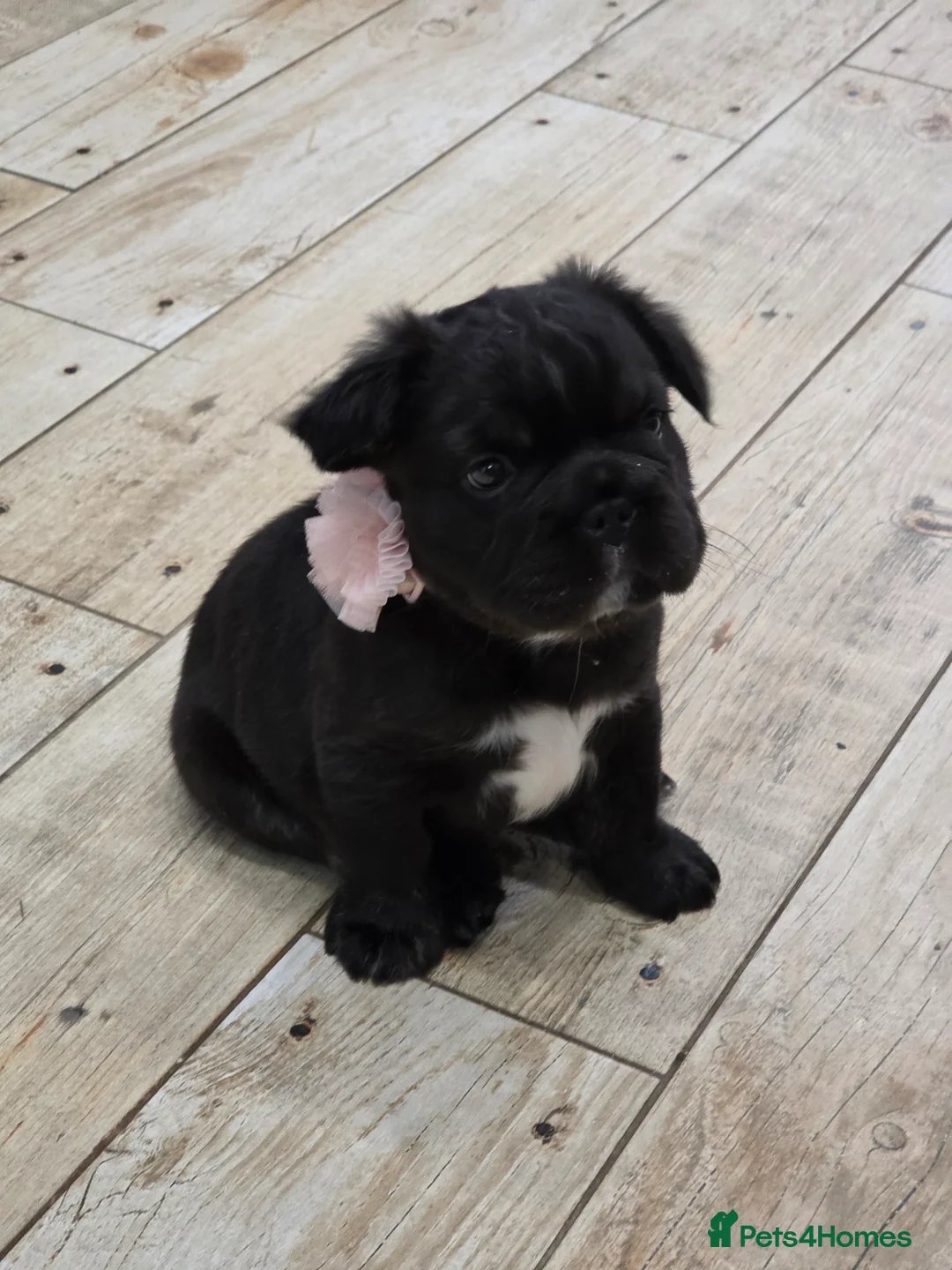 French Bulldog dogs for sale:  READY TO Go! Fluffy French Bulldog with DNA - Advert 1