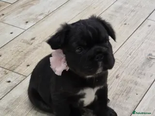 French Bulldog dogs Fluffy French Bulldog with DNA - Advert 16