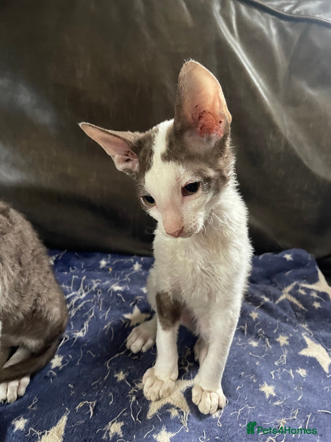 Cornish Rex cats for sale: Ready now -  gccf registered Cornish Rex - Advert 6