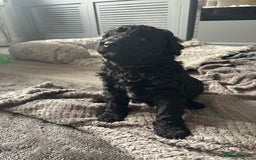 Labradoodle dogs for sale: STANDARD SIZE, HEALTH TESTED, SUPER CURLY COATS - Image 9