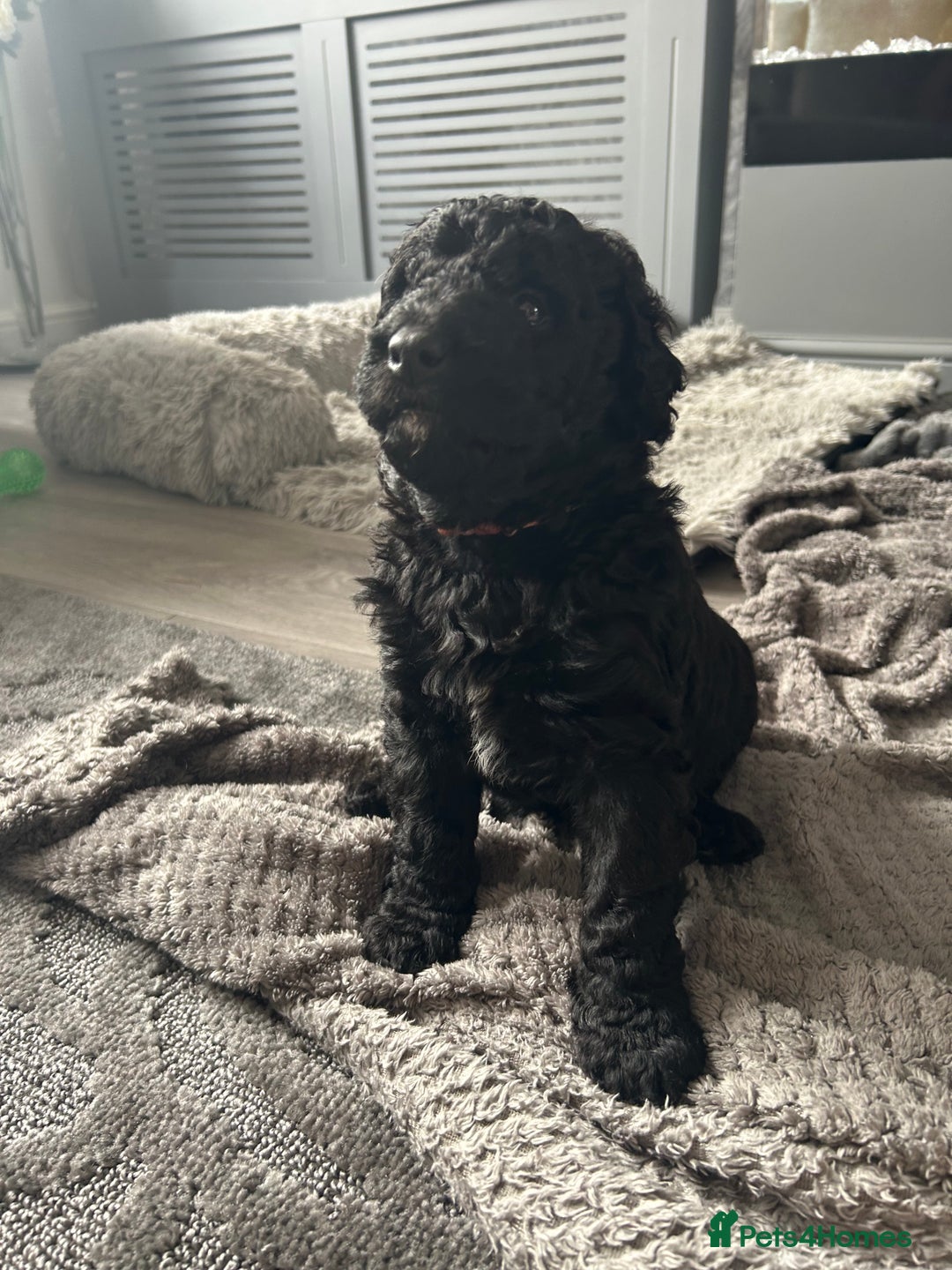Labradoodle dogs for sale: STANDARD SIZE, HEALTH TESTED, SUPER CURLY COATS - Image 9