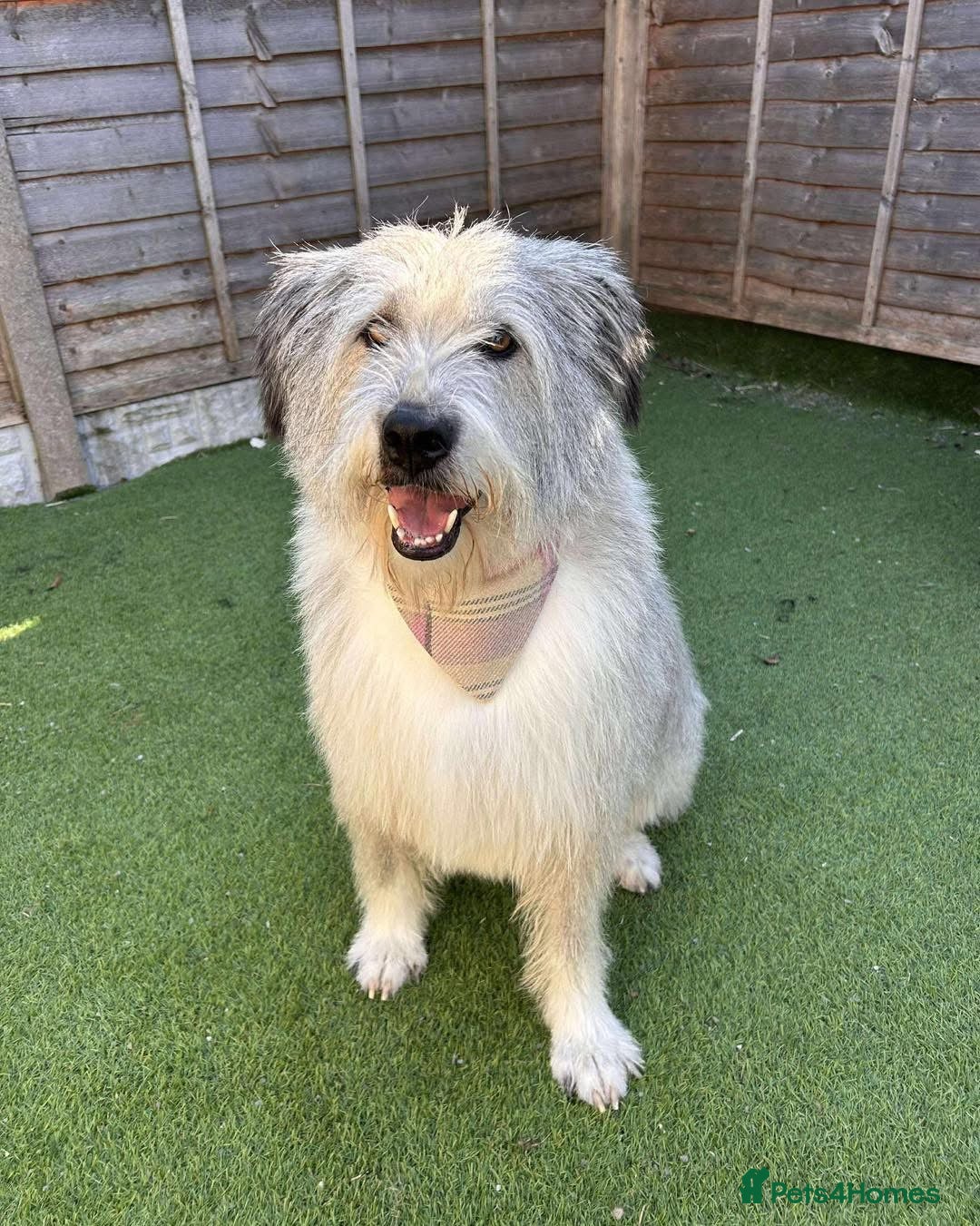 Mixed Breed dogs for adoption: 🧡 Amira - our sweet shepherd 🧡  - Advert 14