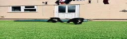 Sproodle dogs for sale: Stunning F1 Sproodles  - Advert 9