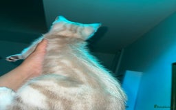 Bengal cats for sale: Bengal x American short hair mix - Image 2