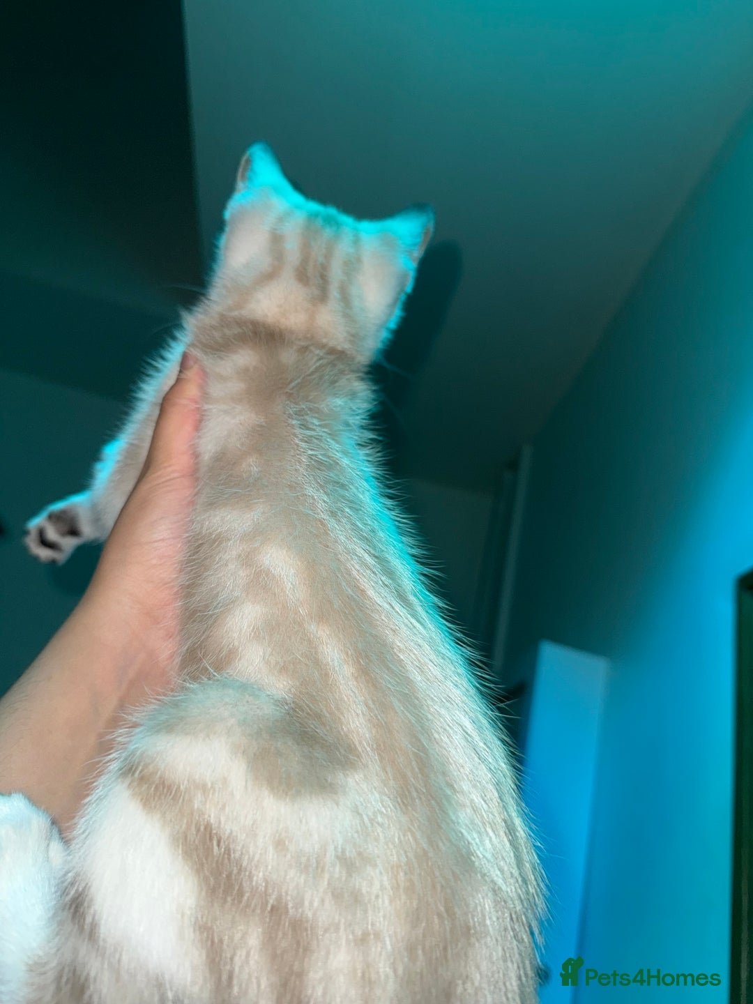 Bengal cats for sale: Bengal x American short hair mix - Image 2