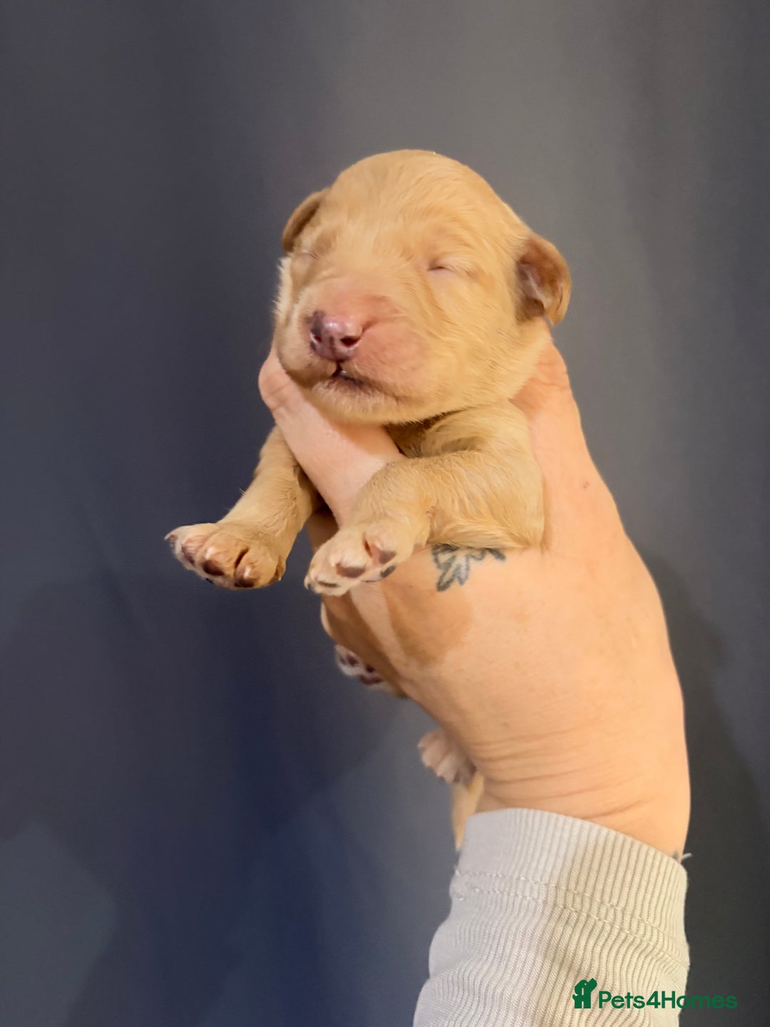 Goldendoodle dogs for sale: Superb litter of Mini Goldendoodle puppies  - Image 5