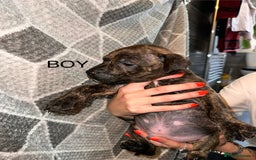 Mixed Breed dogs for sale: American bulldog X staffy 🏡 - Image 33