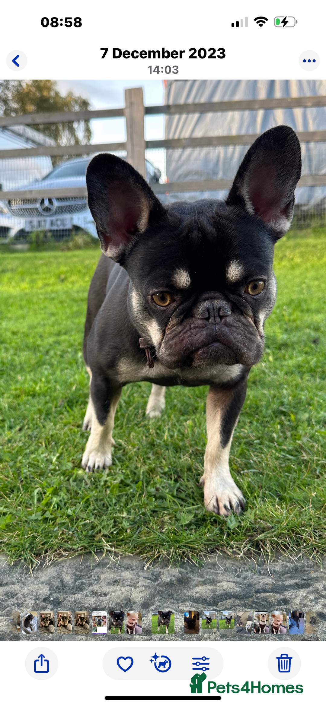 French Bulldog dogs for sale: Loving Home Needed for My French Bulldog  - Advert 5