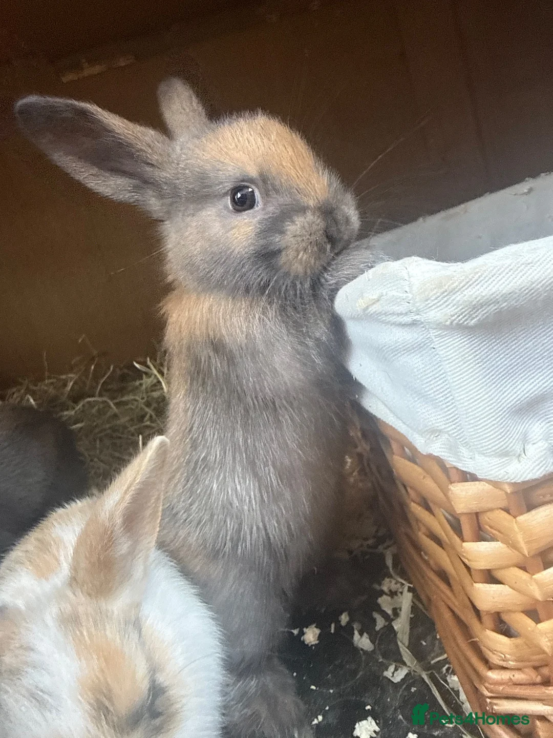 Mixed Breed rabbits for sale: 3 bunnies available  in Tunbridge Wells - Advert 2