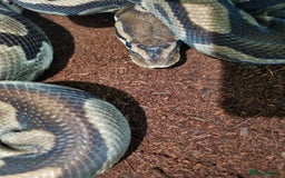 Python Snake reptiles for sale: Breeding trio of royal pythons - Image 10