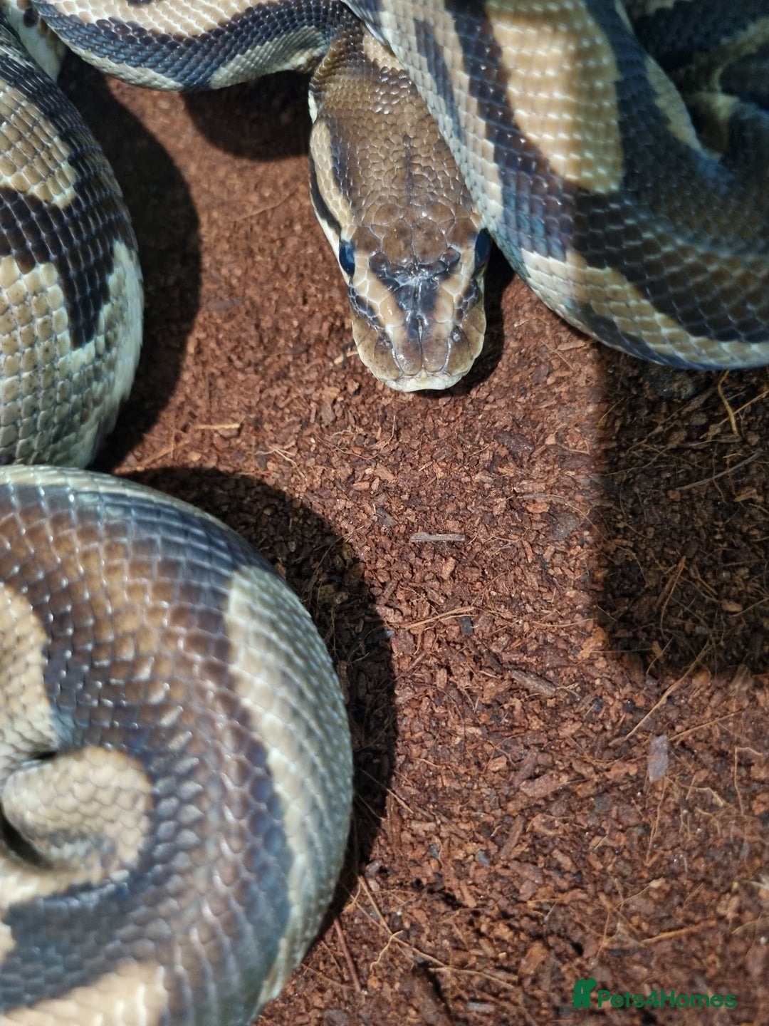 Python Snake reptiles for sale: Breeding trio of royal pythons - Image 10