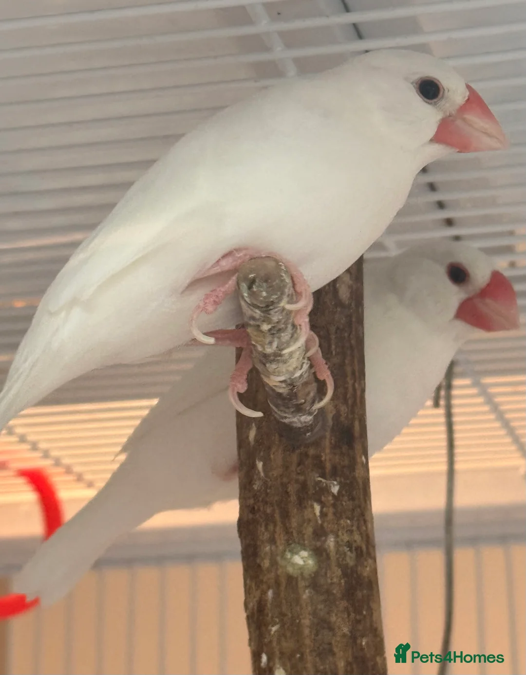 Finches birds for sale: Java sparrows bonded male and female 6 months old  - Advert 8