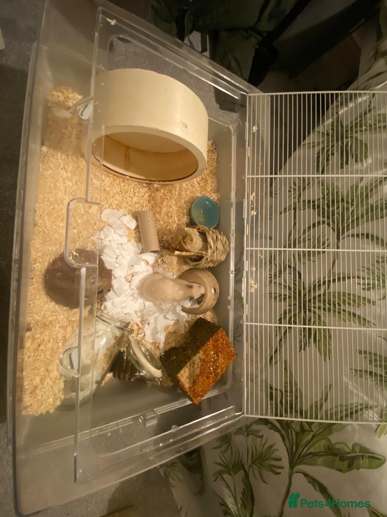 Hamster rodents for sale: Female Syrian Hamster Rehome in Great Yarmouth - Advert 4