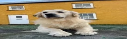 Golden Retriever dogs for sale: KC Reg Health Tested Golden Retriever Pups - Advert 13