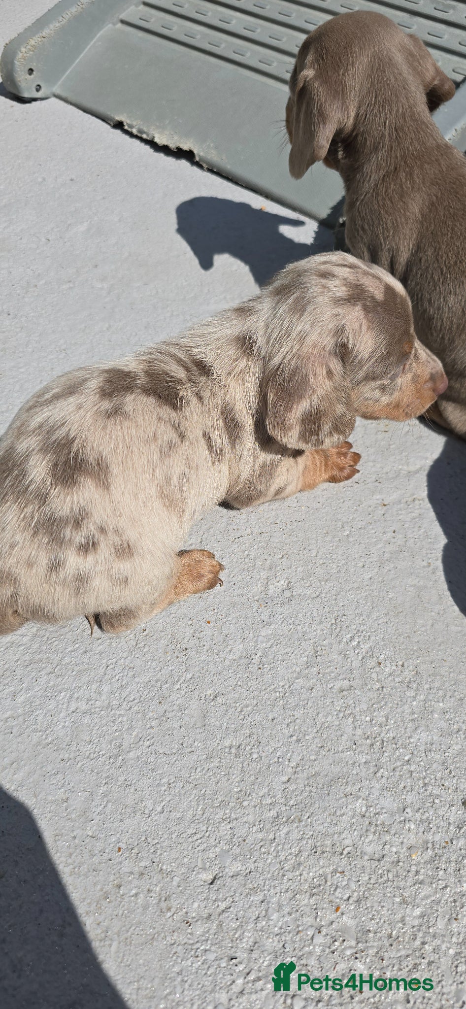 Miniature Dachshund dogs Kc registered miniature dachshund  - Advert 5
