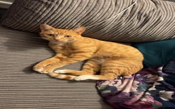Mixed Breed cats for sale: Male ginger cat  - Image 3