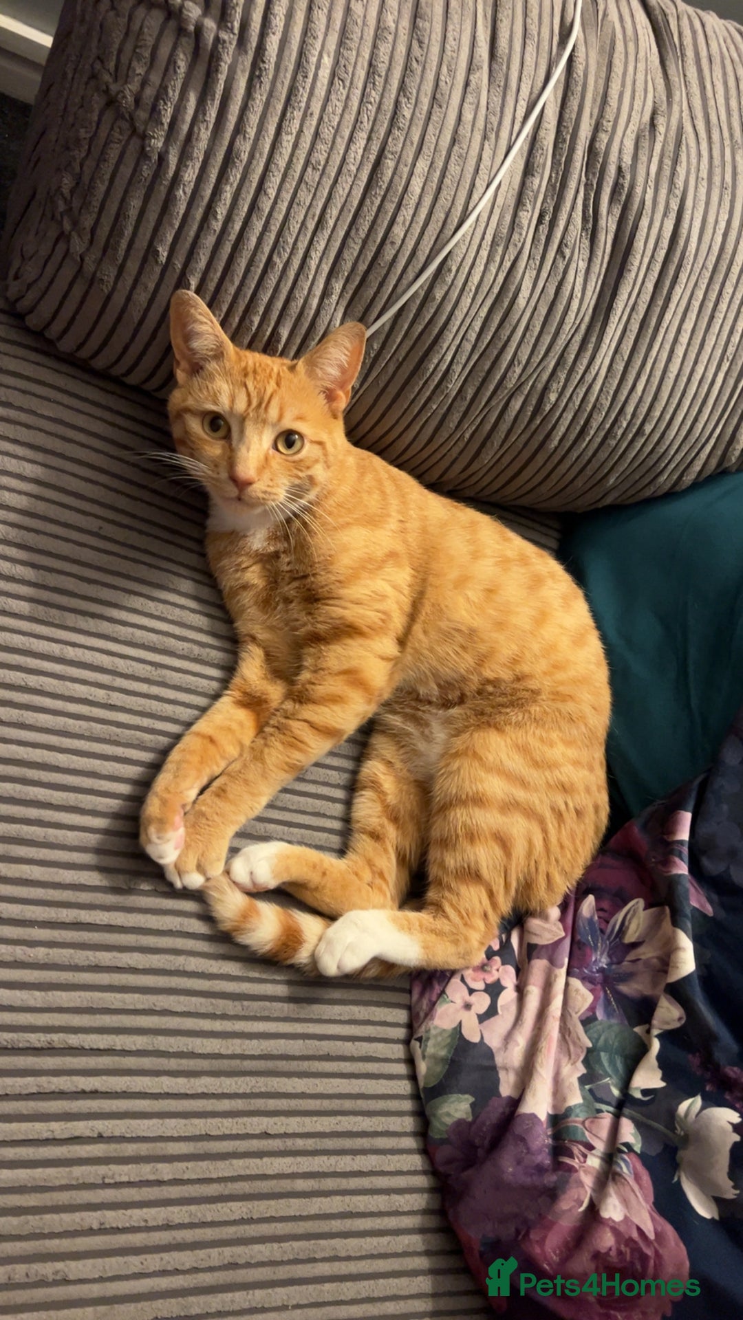 Mixed Breed cats for sale: Male ginger cat  - Image 3