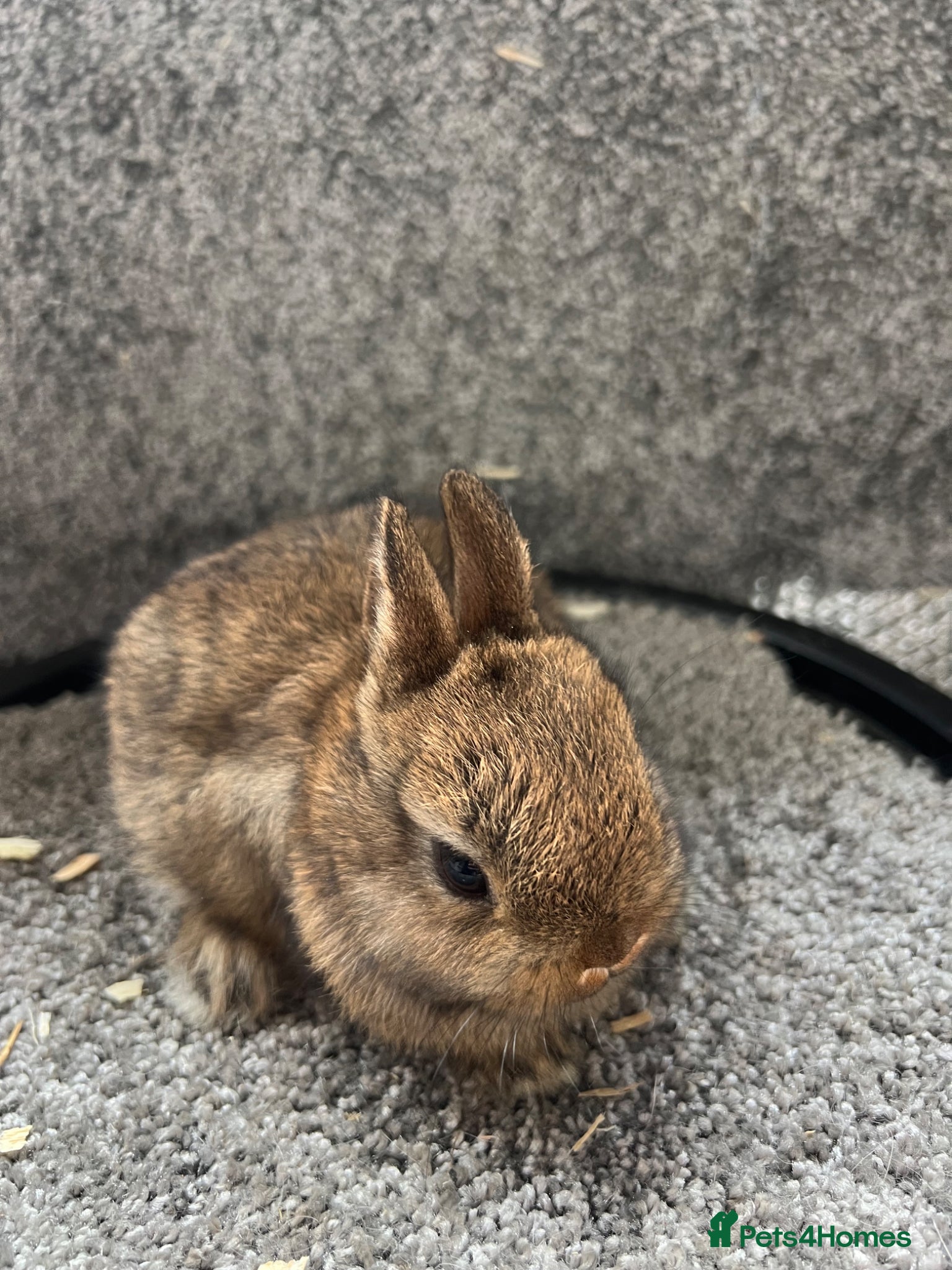 Netherland Dwarf rabbits Netherland dwarf babies - Advert 9