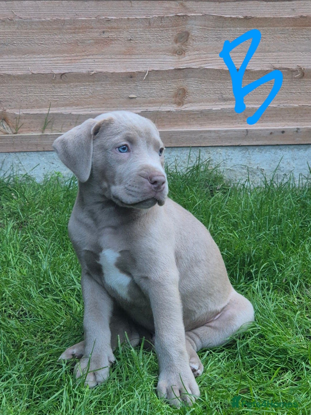 American Bully dogs for sale: American Bully Pups for sale - Image 38