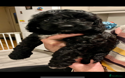 Cockapoo dogs for sale: Cockapoo puppies  - Image 6