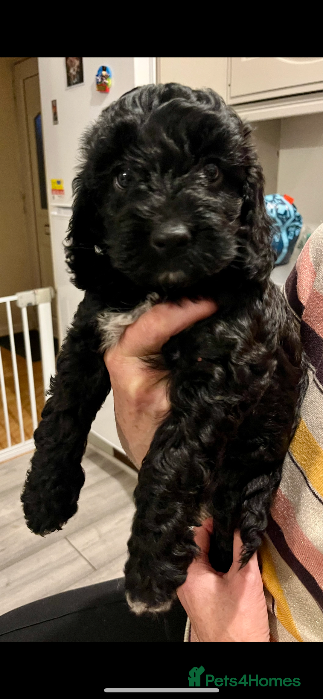 Cockapoo dogs for sale: Cockapoo puppies  - Image 6