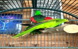 Parakeets birds for sale: Crimson wing parakeets  - Image 8