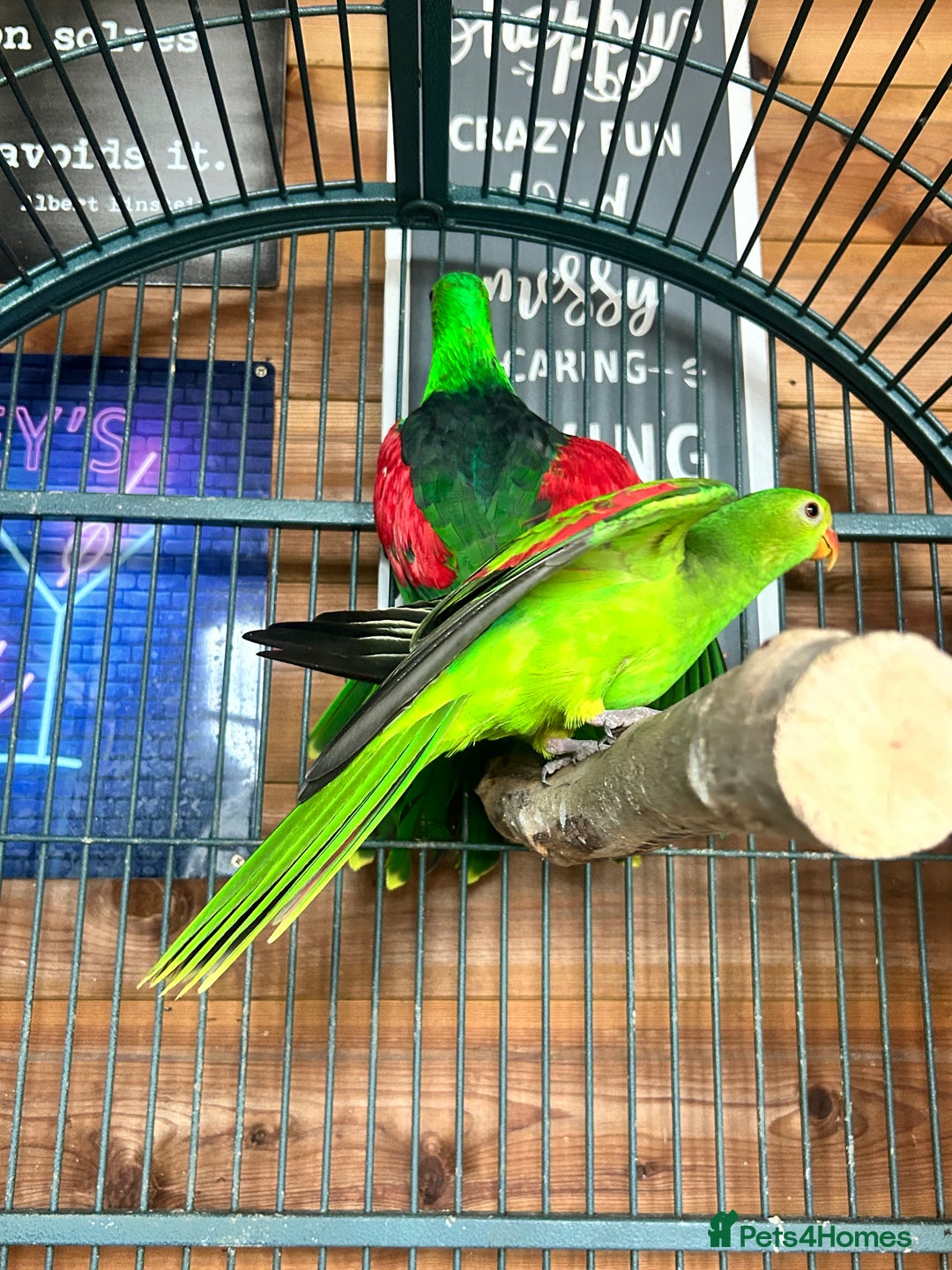 Parakeets birds for sale: Crimson wing parakeets  - Image 8