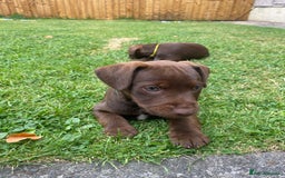 Patterdale Terrier dogs for sale: ⭐️PATTERDALE TERRIER PUPPIES  - Image 3
