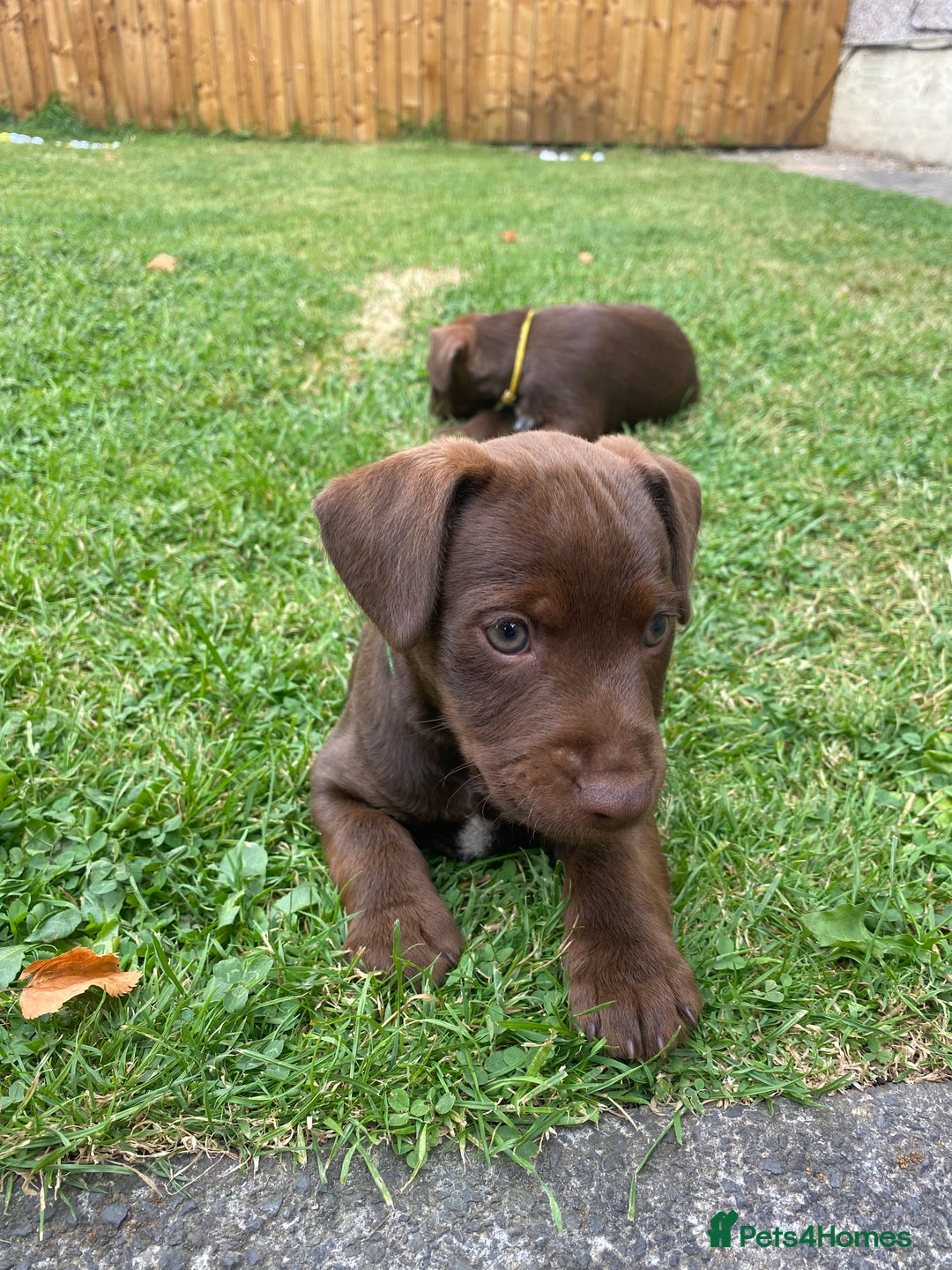 Patterdale Terrier dogs for sale: ⭐️PATTERDALE TERRIER PUPPIES  - Image 3