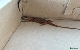 Bearded Dragon reptiles for sale: Female bearded dragon  - Image 10