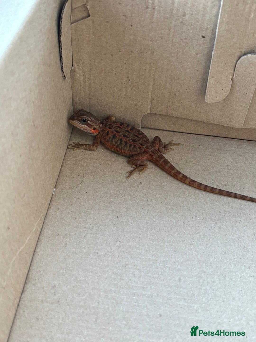 Bearded Dragon reptiles for sale: Female bearded dragon  - Image 10