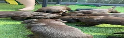 Cocker Spaniel dogs for sale: Choc cockers spaniel in Woking - Advert 26