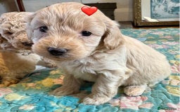 Cockapoo dogs for sale: Cockapoo Puppies (3/4 Toy Poodle/Cockapoo) - Image 5