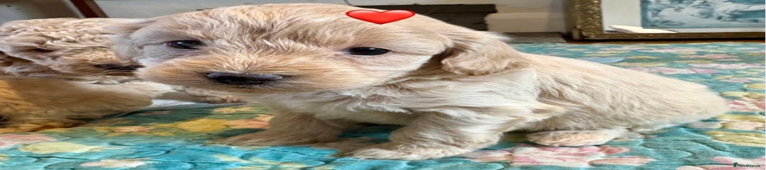 Cockapoo Puppy 7