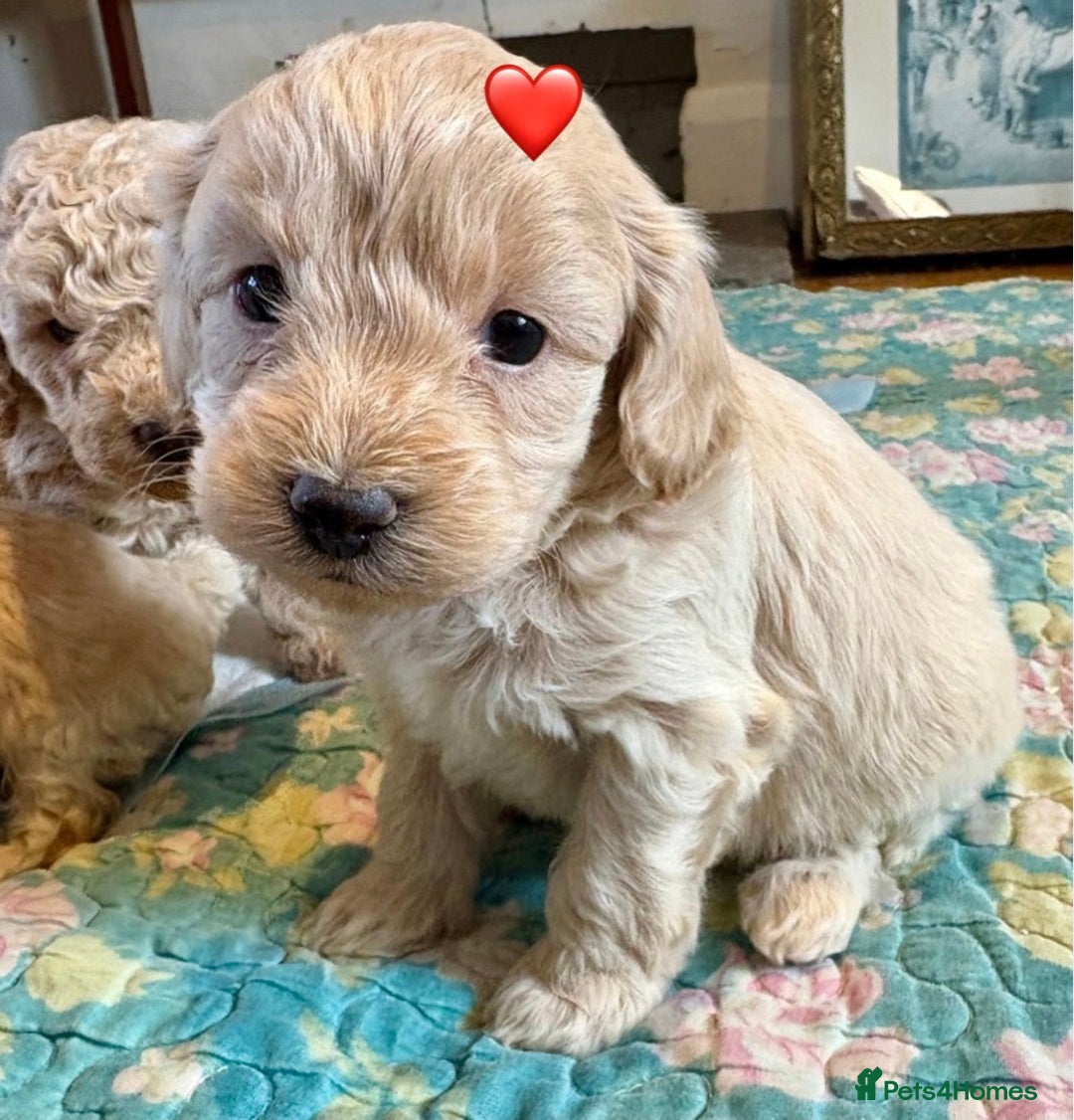 Cockapoo dogs for sale: Cockapoo Puppies (3/4 Toy Poodle/Cockapoo) - Image 5