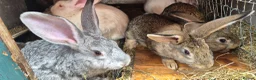 New Zealand rabbits for sale: Beautiful New Zealand bunny's  in Rotherham - Advert 5