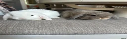 Mini Lop rabbits for sale: Lovely handsome mini lop bucks. - Advert 4