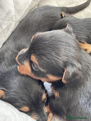 Yorkshire Terrier dogs Beautiful Yorkshire Terriers - Advert 1