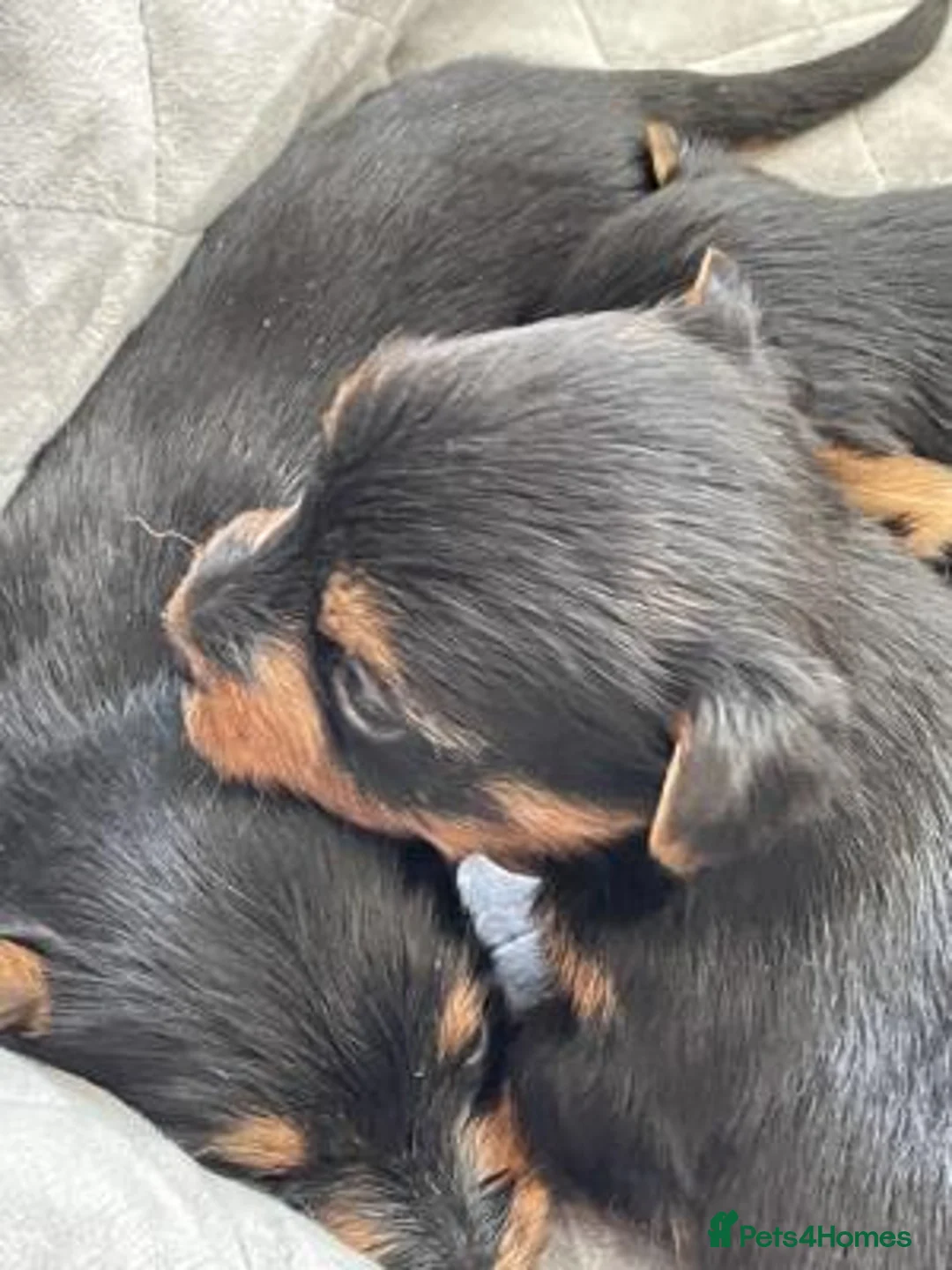 Yorkshire Terrier dogs for sale: Beautiful Yorkshire Terriers - Advert 1